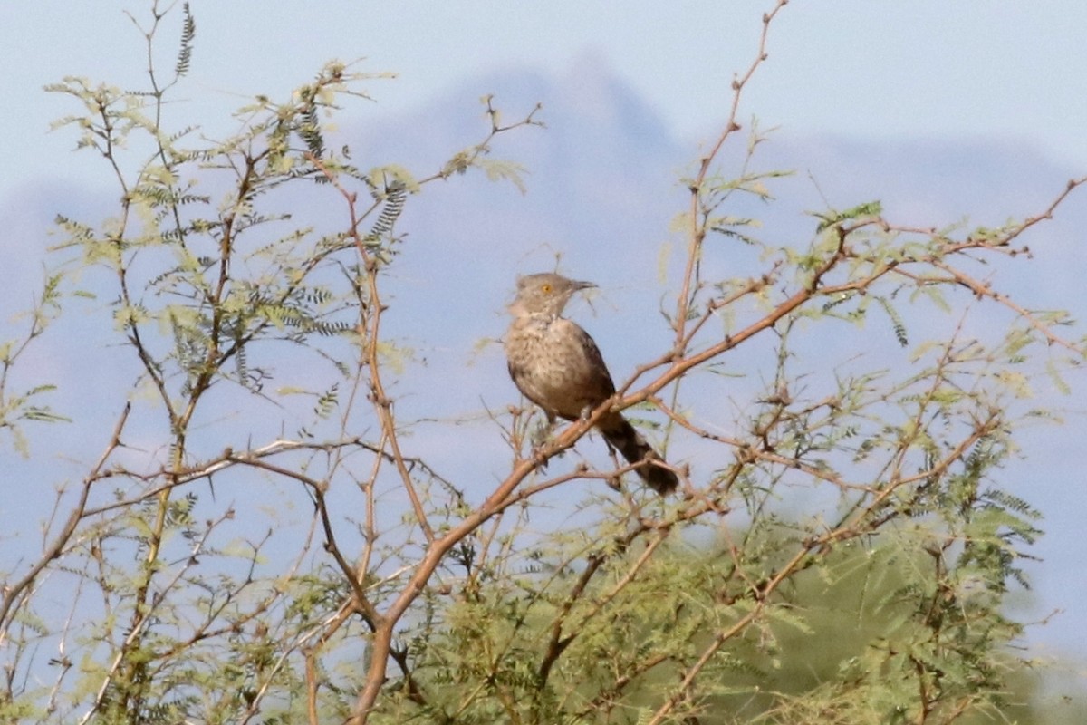 Bendire's Thrasher - ML66764801