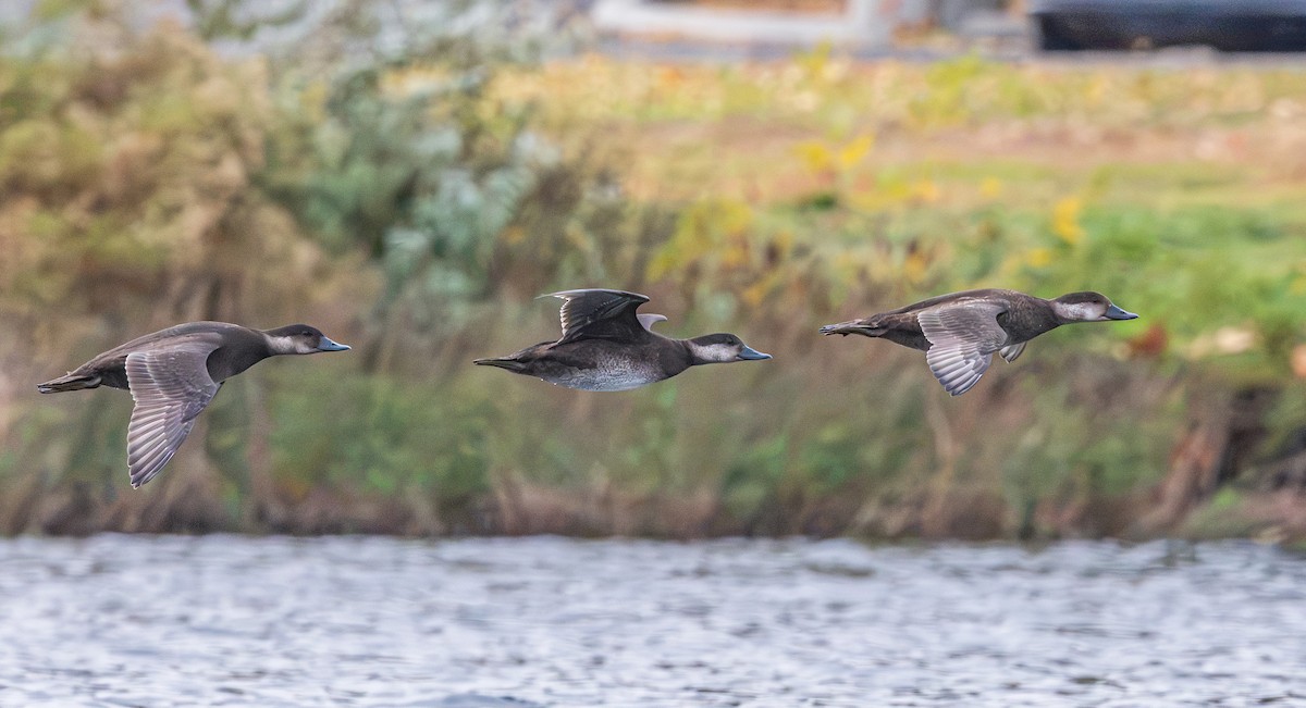 eBird Checklist - 25 Oct 2026 - Swallows Park - 28 species