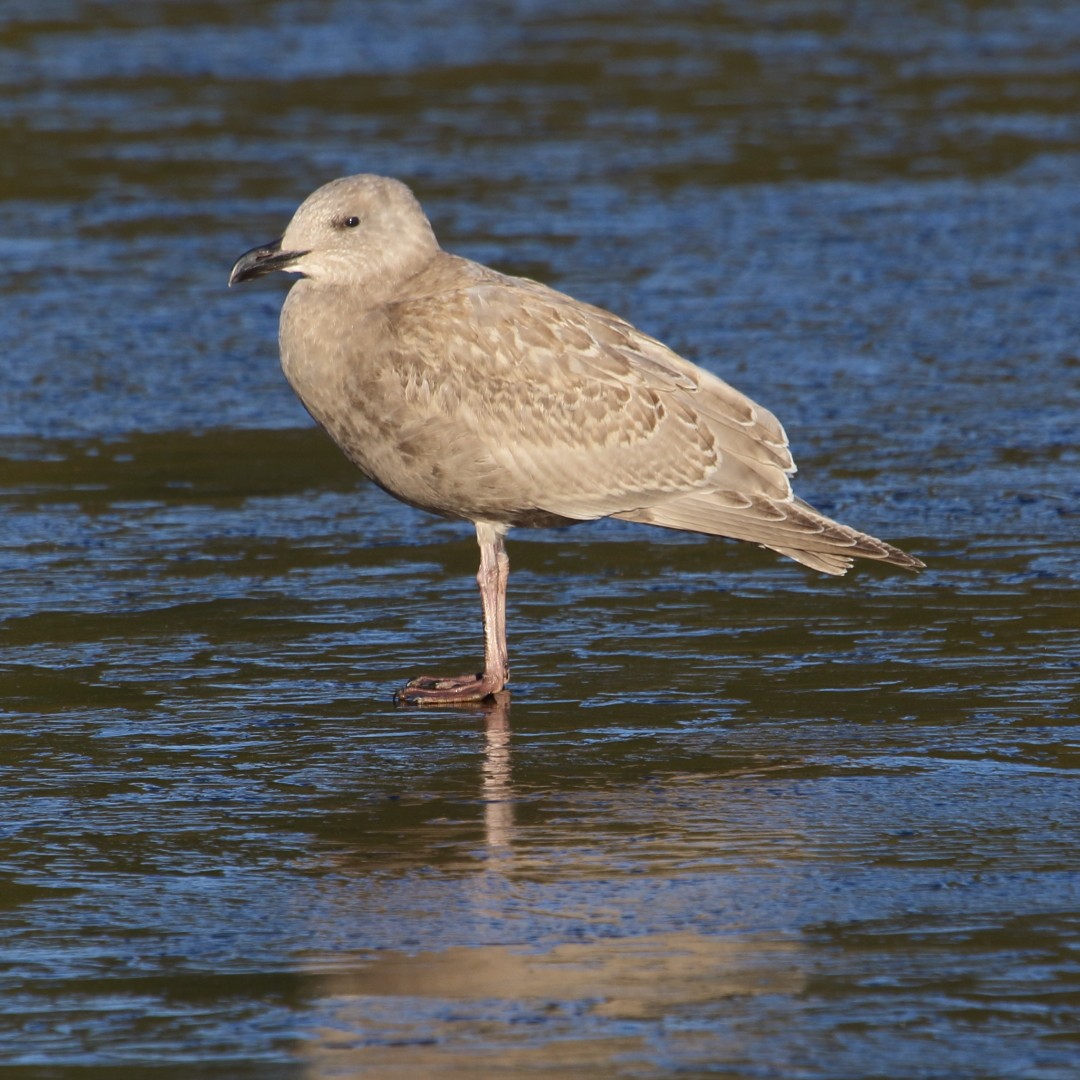 Glaucous-winged Gull - gord smith