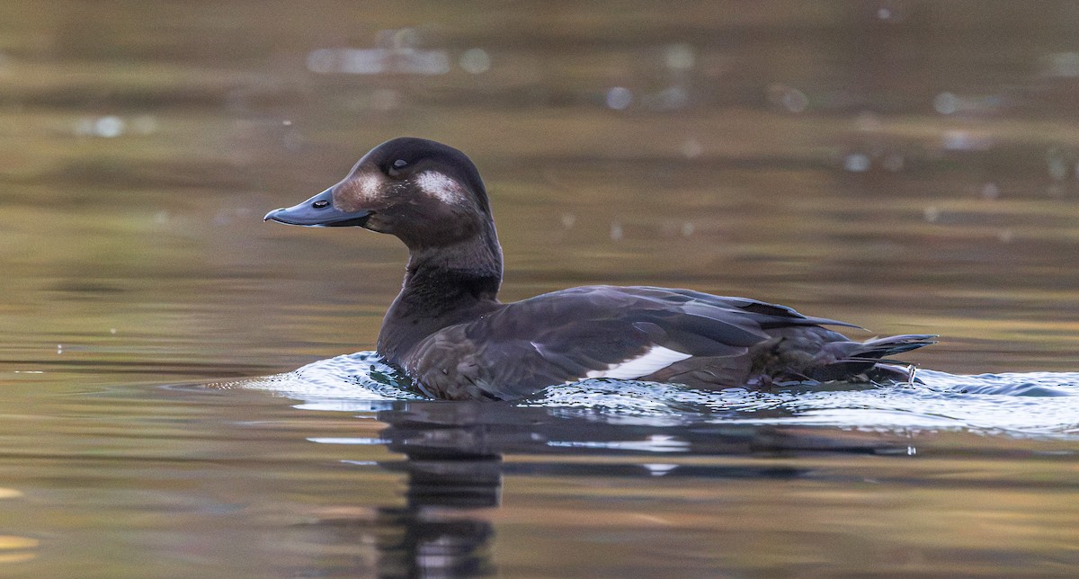 eBird Checklist - 25 Oct 2026 - Hells Gate SP - 2 species
