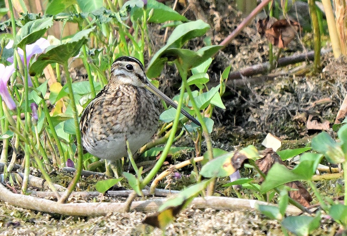 eBird Checklist - 20 Oct 2026 - Nandur Madhyameshwar Bird Sanctuary ...
