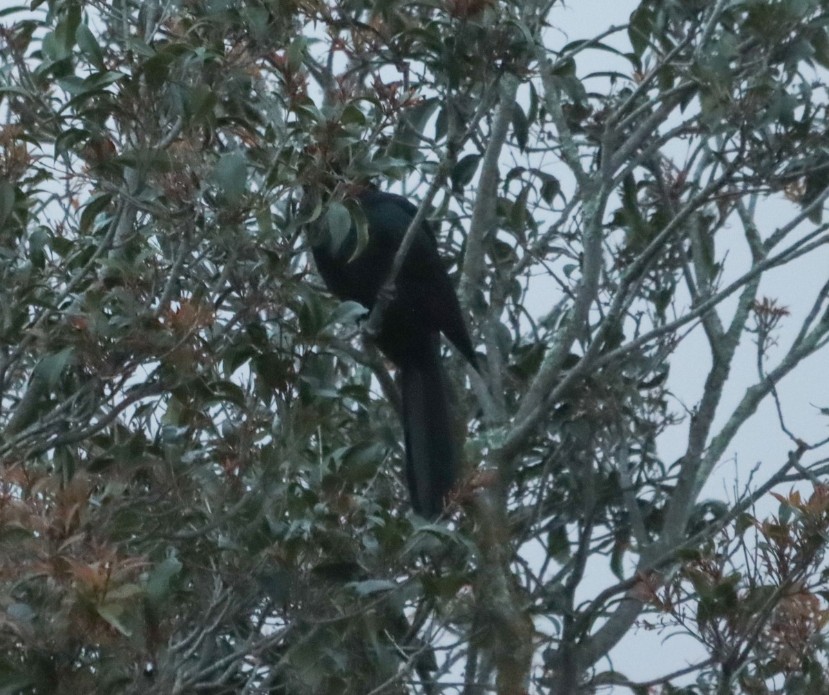 eBird Checklist - 26 Oct 2026 - Buckingham Drive, Heidelberg, - 1 species