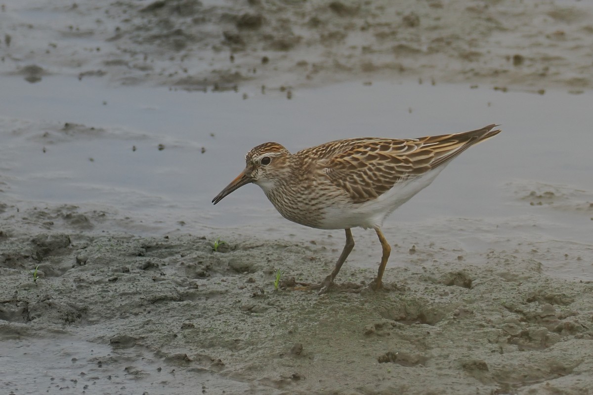 eBird Checklist - 25 Oct 2026 - 川越市--伊佐沼・伊佐沼公園 (Kawagoe--Lake Isanuma ...