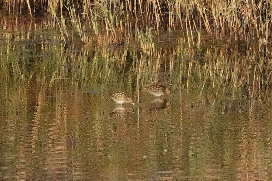 Wilson's Snipe - Karen Thompson