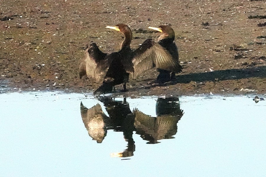 Double-crested Cormorant - Karen Thompson
