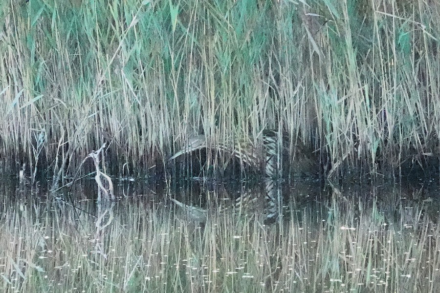 American Bittern - Karen Thompson