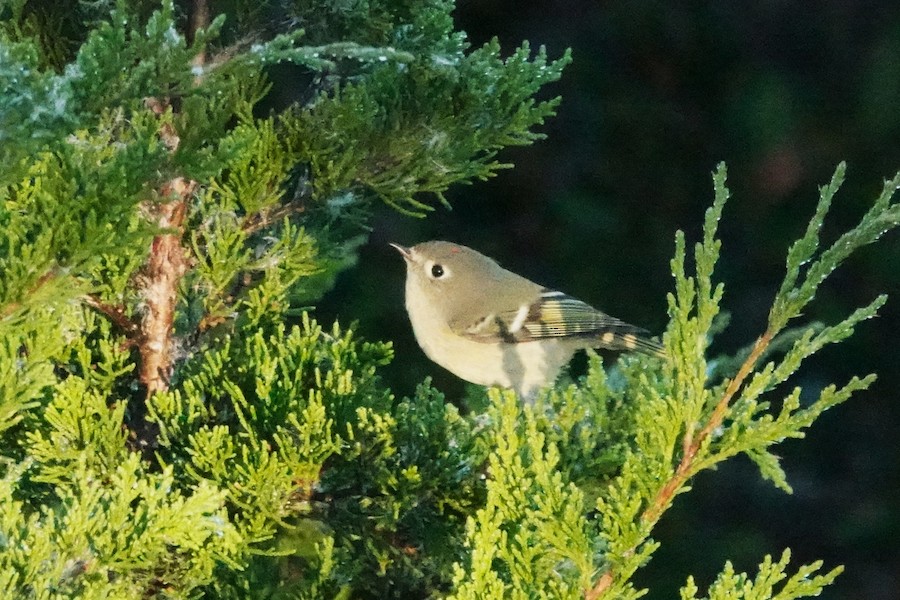 Ruby-crowned Kinglet - Karen Thompson