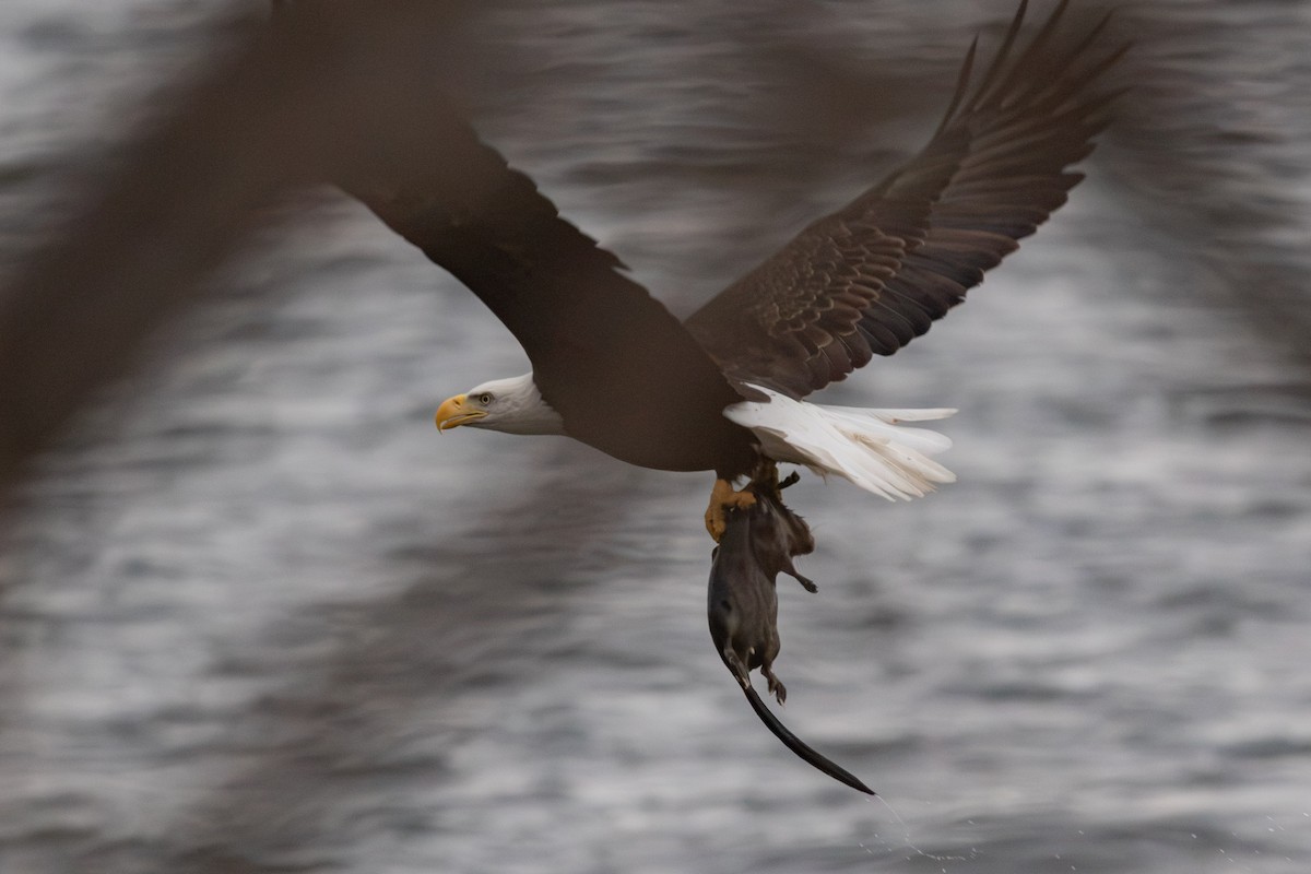 eBird Checklist - 26 Oct 2026 - Bald Eagle Lake (Ramsey County) - 9 ...