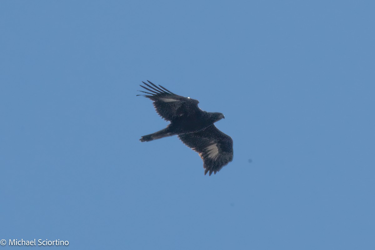 eBird Checklist - 25 Oct 2026 - Waggoner's Gap Hawk Watch (IBA) - 23 ...