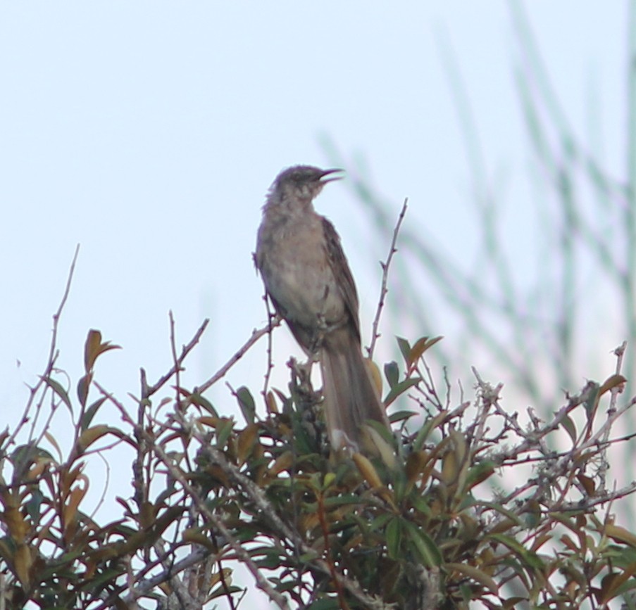 Bahama Mockingbird - ML66766501