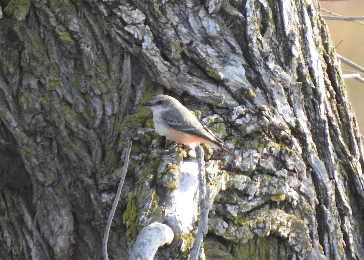 eBird Checklist - 26 Oct 2026 - Kettle Grove Forest Preserve - 3 species