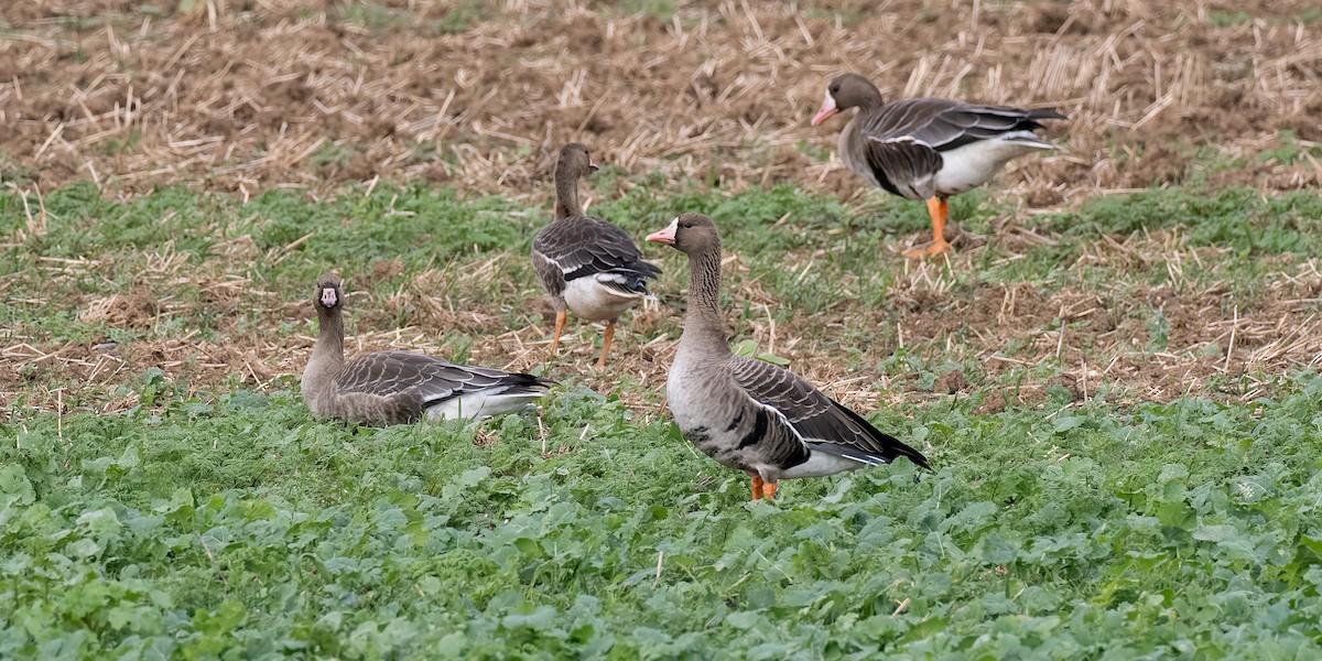 eBird Checklist - 26 Oct 2026 - East Lane, Bawdsey - 48 species