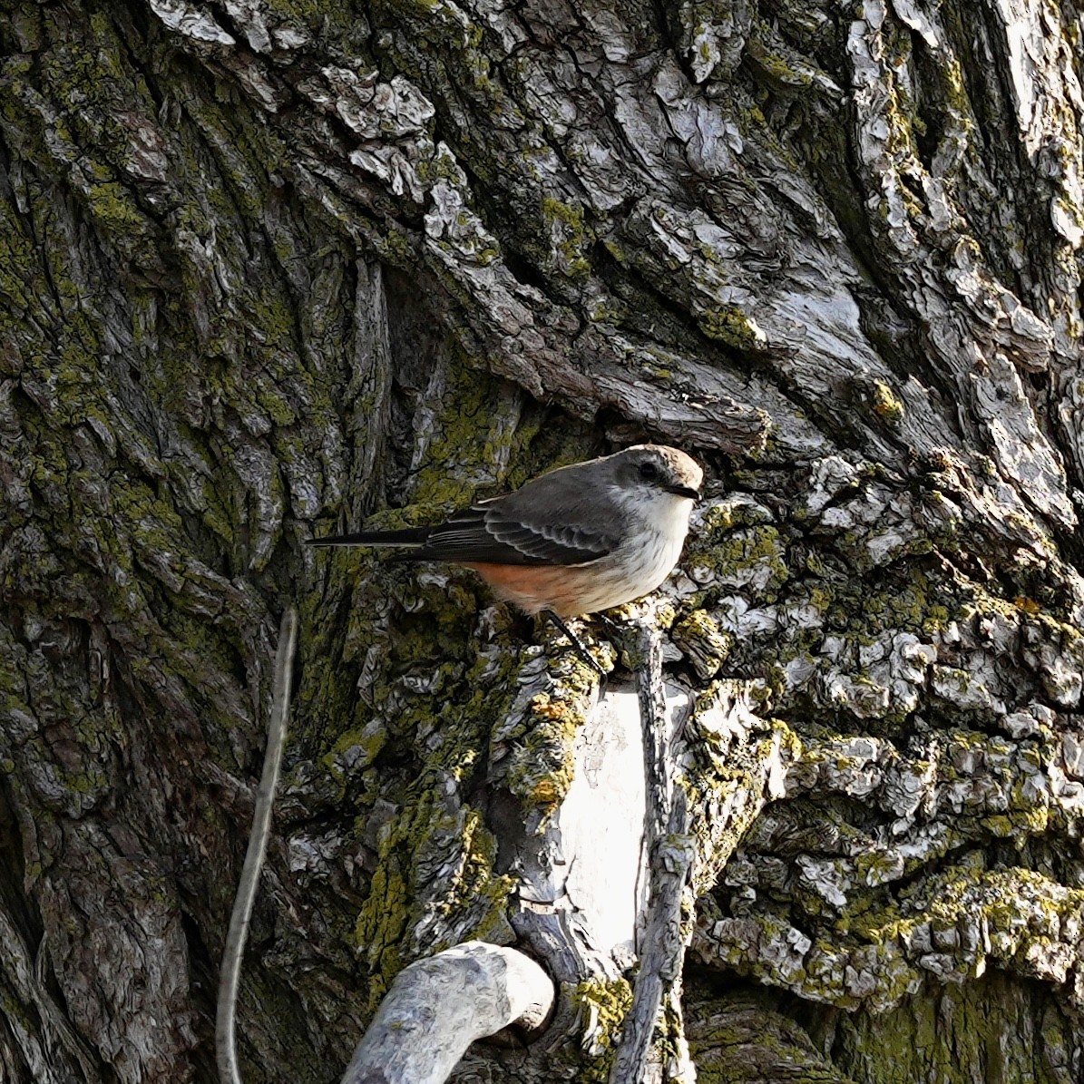 eBird Checklist - 26 Oct 2026 - Kettle Grove Forest Preserve - 5 species