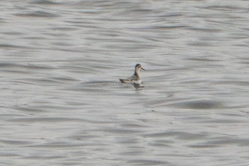 eBird Checklist - 26 Oct 2026 - Chatfield SP--Handicapped Fisherman ...