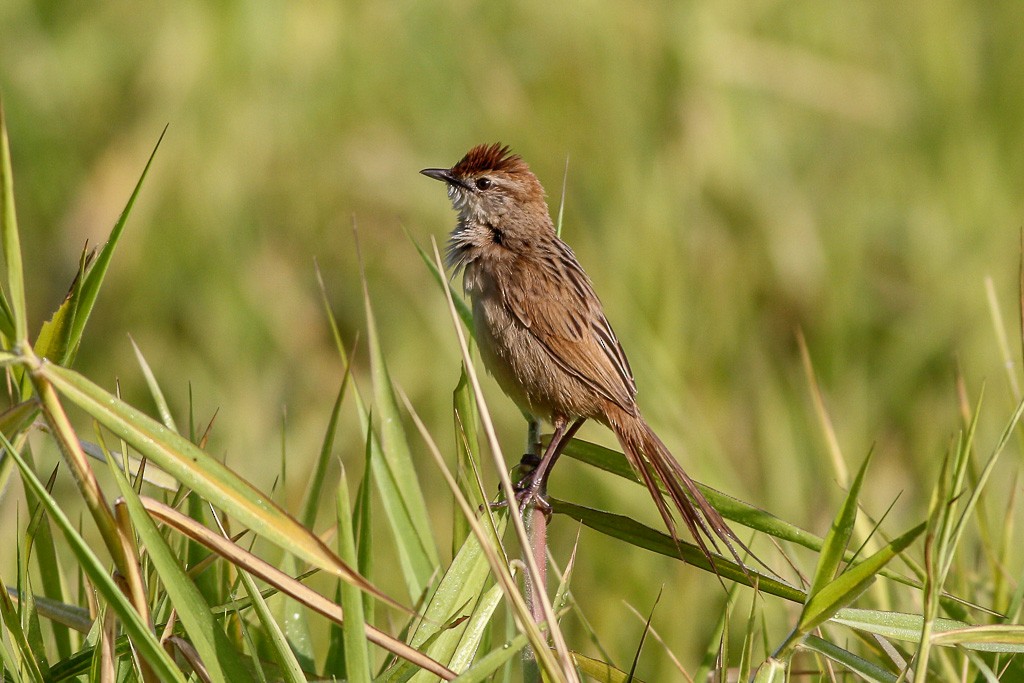 Tawny Grassbird - Andrew Naumann