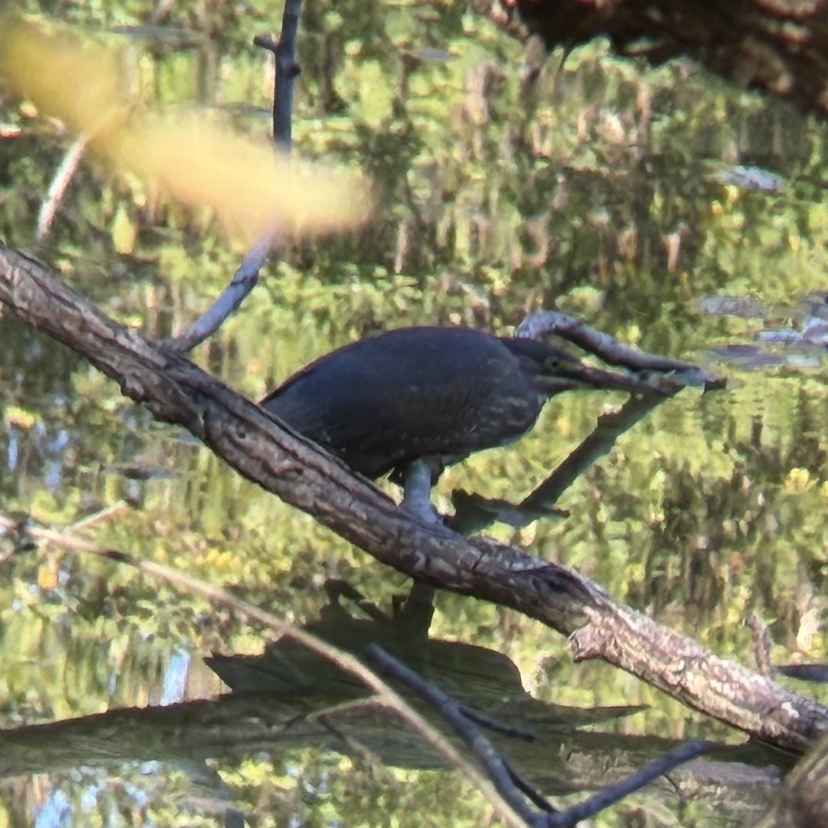 eBird Checklist - 26 Oct 2026 - Fountain Rock Park and Nature Center ...