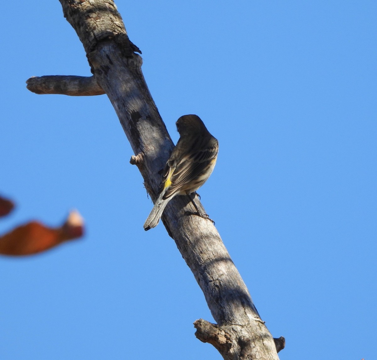eBird Checklist - 26 Oct 2026 - Iona Island Access Road - 16 species