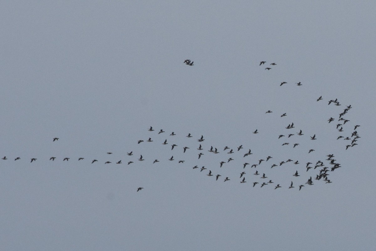 eBird Checklist - 26 Oct 2026 - Amherstview--Sewage Lagoons (restricted ...