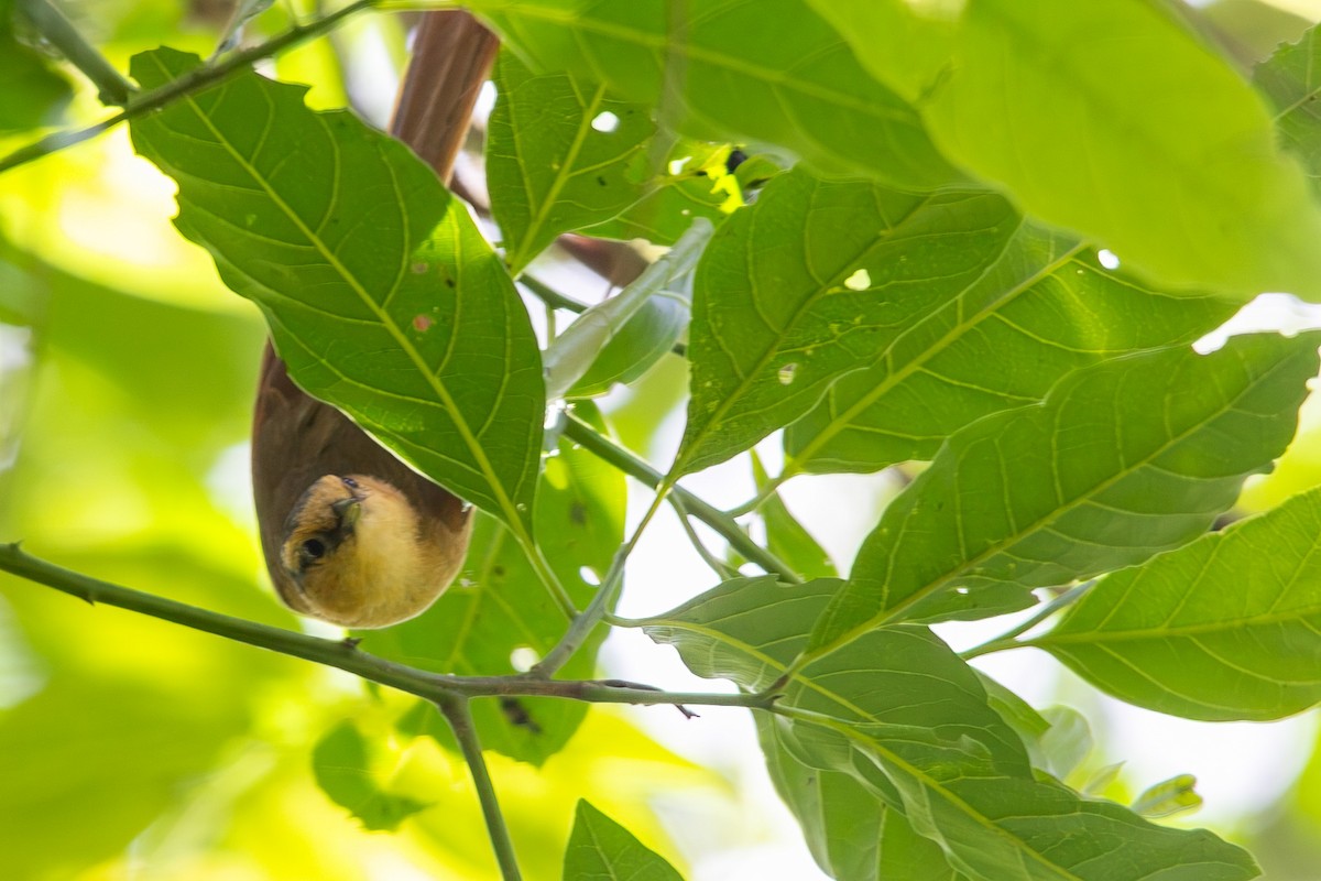 eBird Checklist - 24 Oct 2026 - Sauá Território Vivo - 71 species