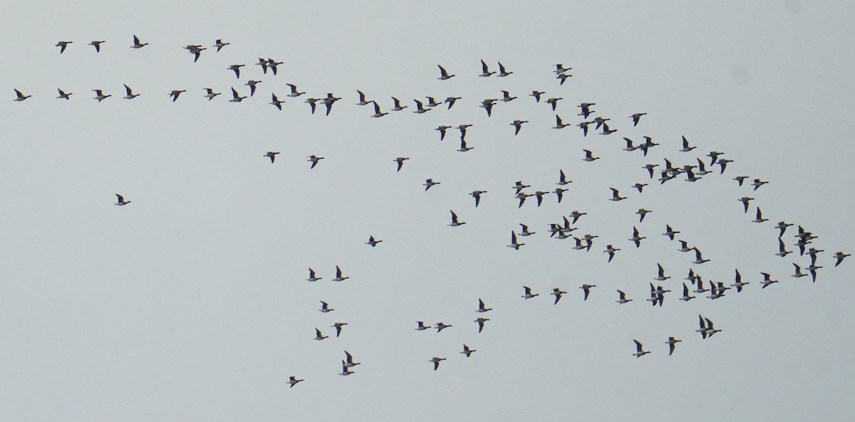 eBird Checklist - 26 Oct 2026 - Amherstview--Sewage Lagoons (restricted ...