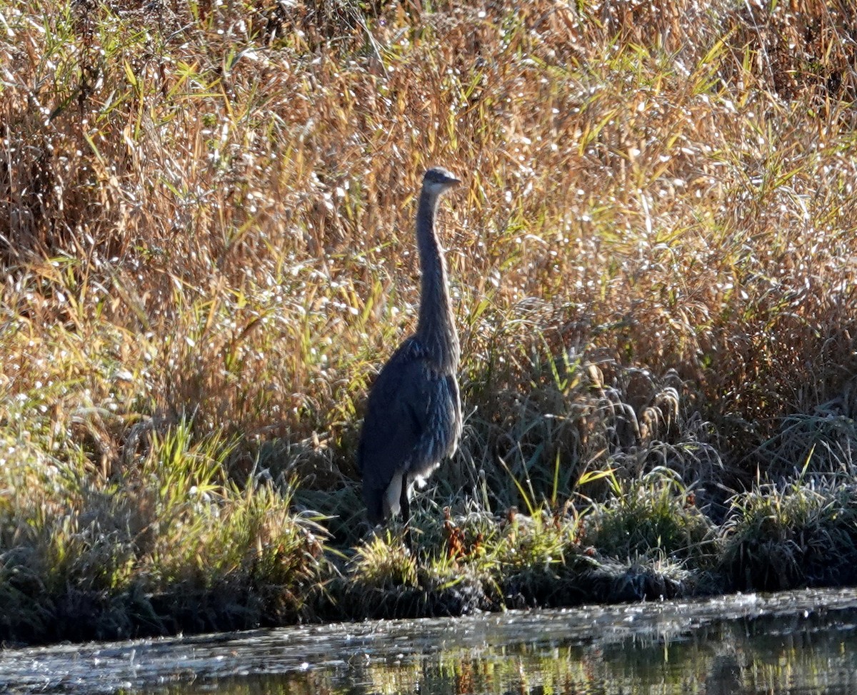 eBird Checklist - 24 Oct 2026 - Marais Peter-Curry - 12 species