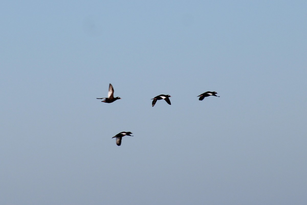 ML667677803 - White-winged Scoter - Macaulay Library
