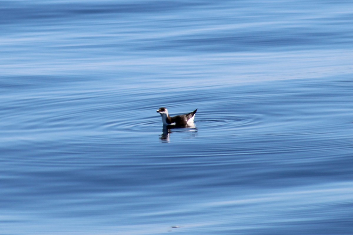 eBird Checklist - 25 Oct 2026 - BBC Pelagic 25 Oct 2026 - leg 06 - 10 ...