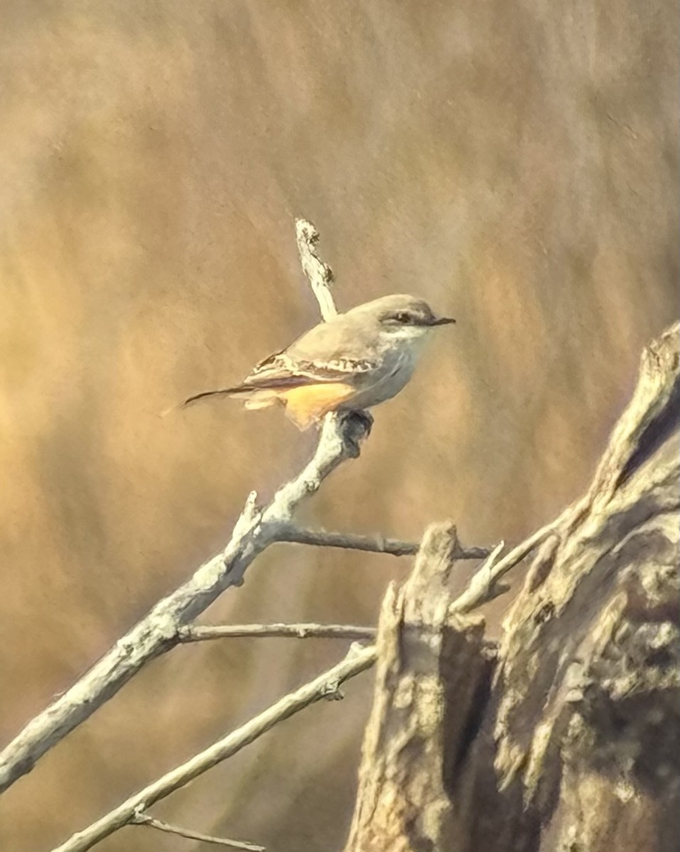 eBird Checklist - 26 Oct 2026 - Kettle Grove Forest Preserve - 9 species