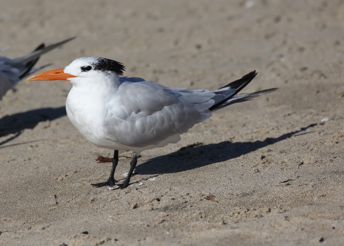 ML667679932 - Royal Tern - Macaulay Library