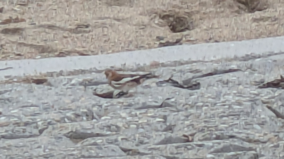 eBird Checklist - 26 Oct 2026 - Marazion Beach - 7 species