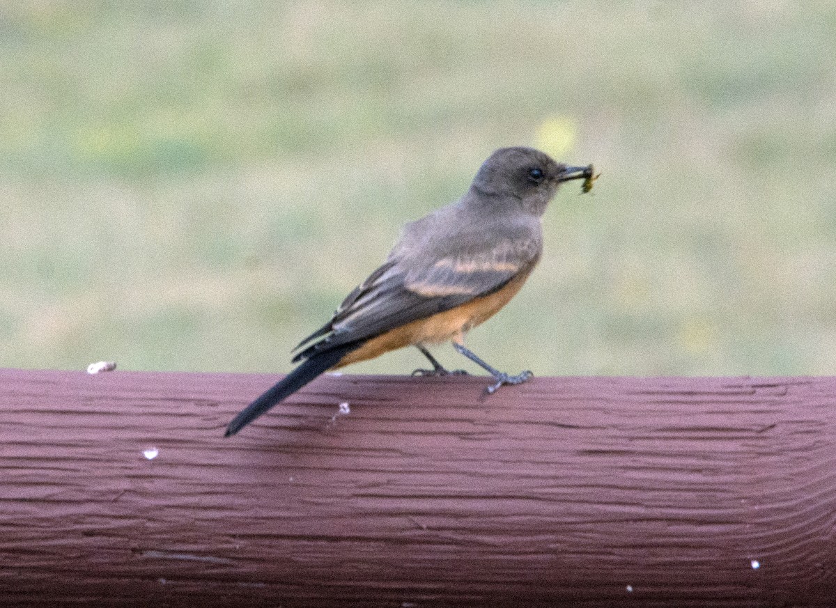 Say's Phoebe - ML66768211