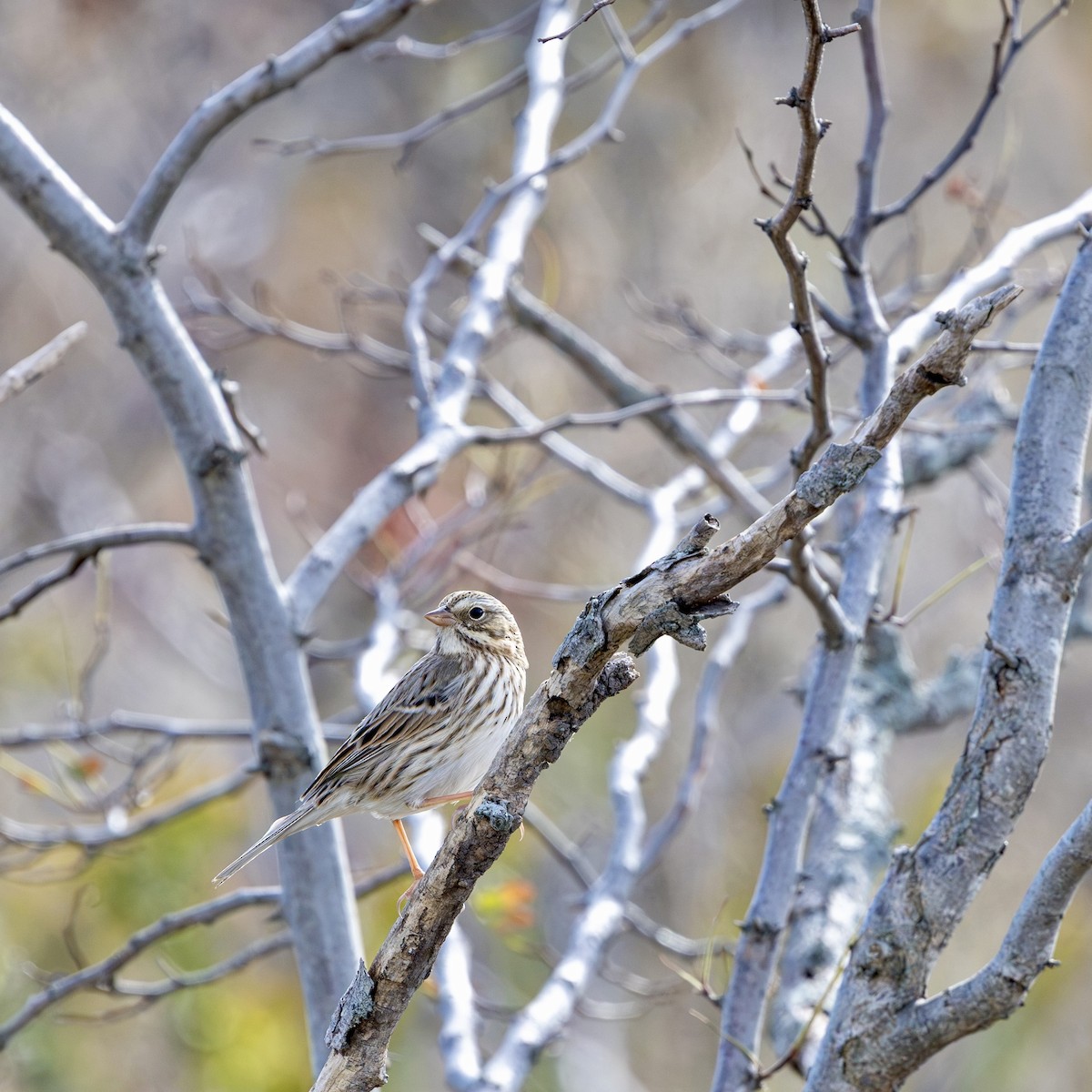 eBird Checklist - 26 Oct 2026 - Belle Isle Marsh--The Key Wildlife ...