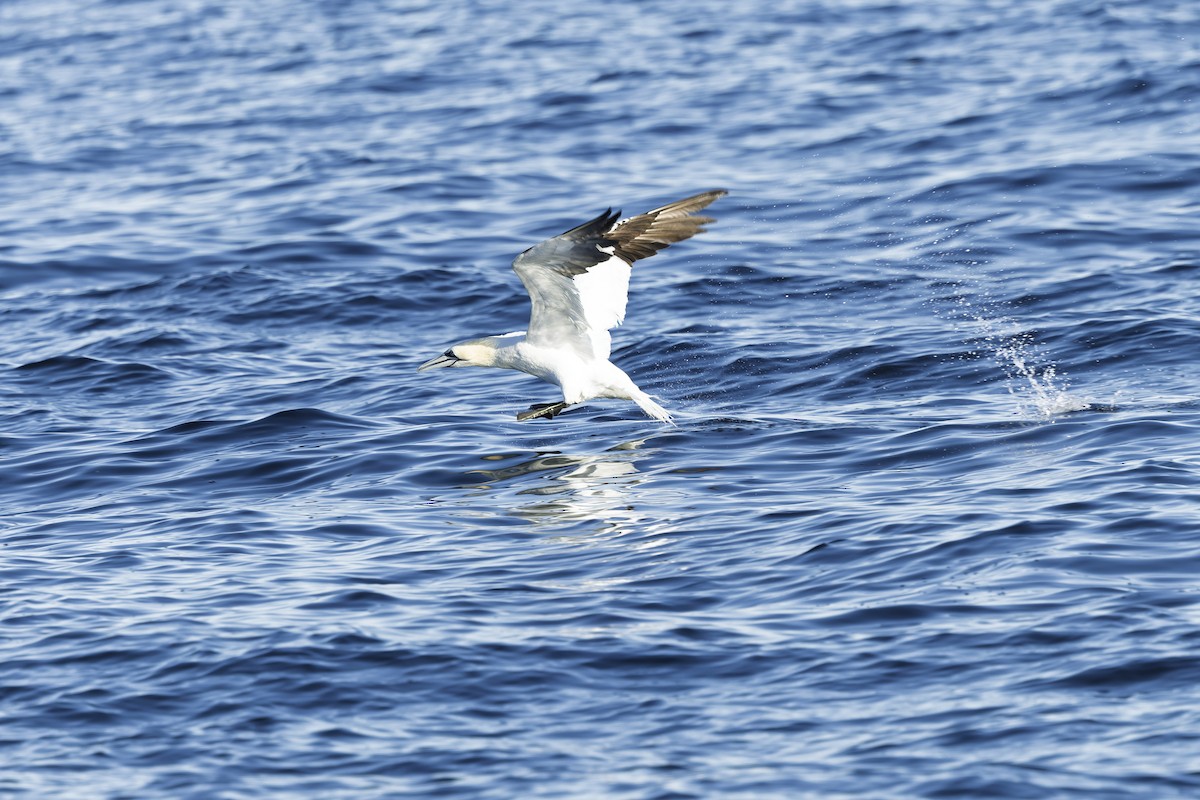 ML667682187 - Northern Gannet - Macaulay Library