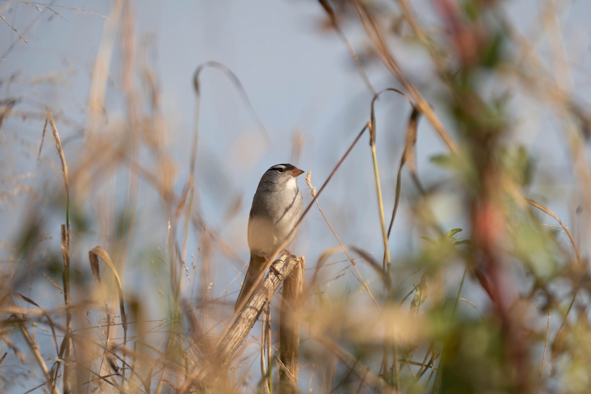 eBird Checklist - 24 Oct 2026 - Spring Creek Prairie Audubon Center ...