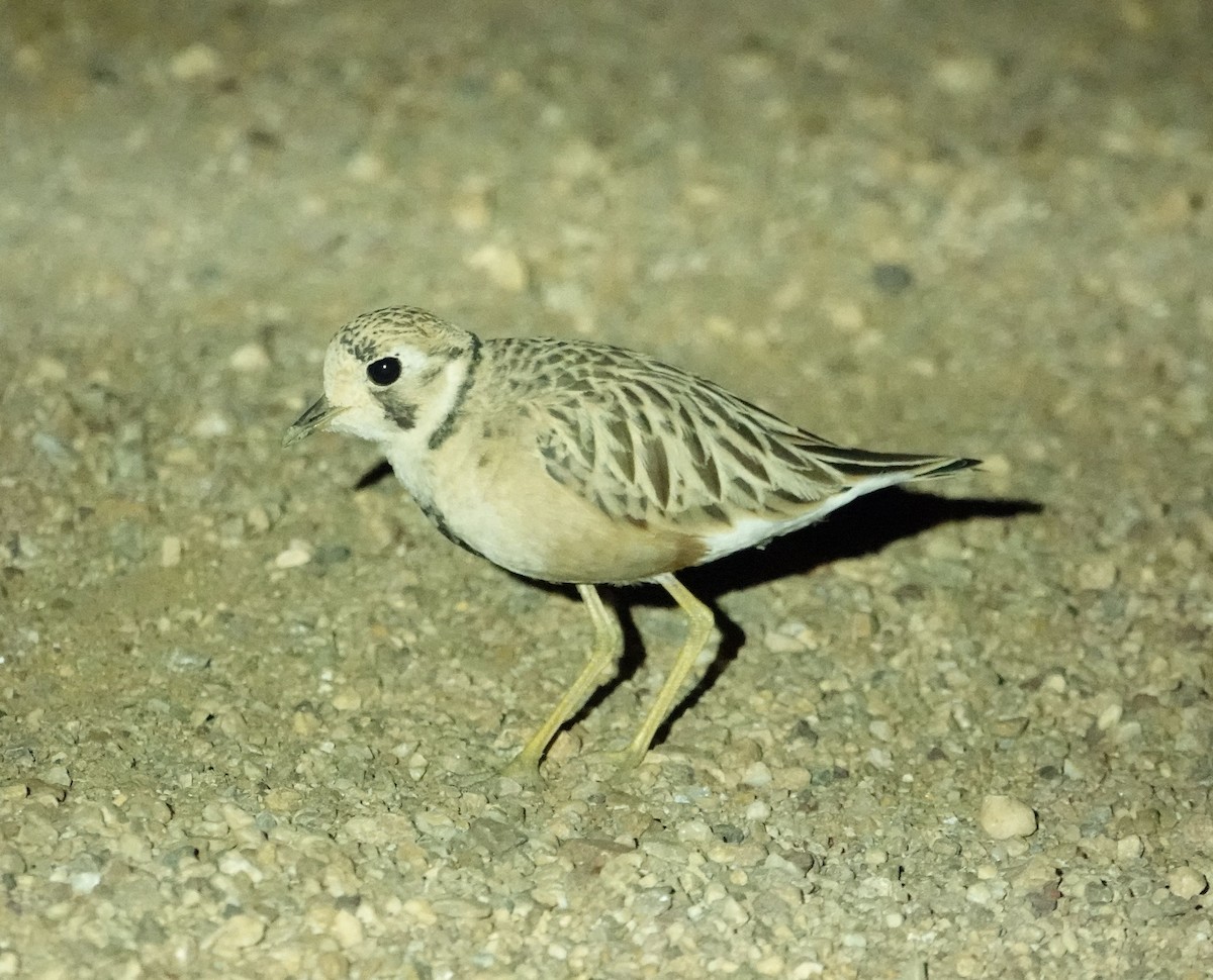 eBird Checklist - 16 Oct 2026 - Marree - 1 species