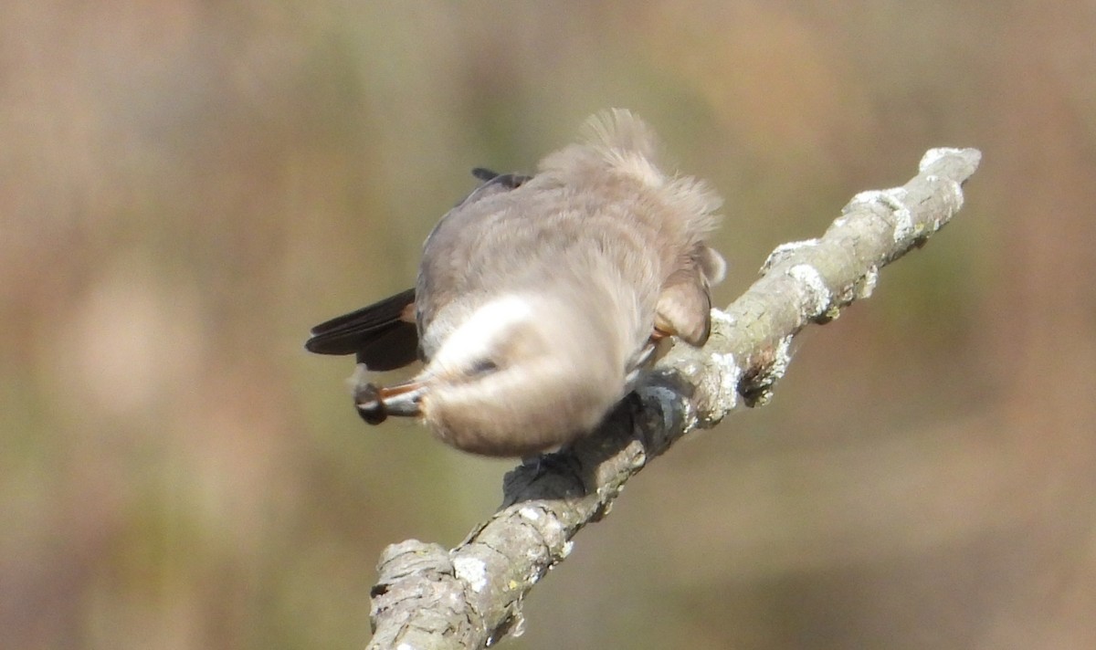 eBird Checklist - 26 Oct 2026 - Kettle Grove Forest Preserve - 6 species