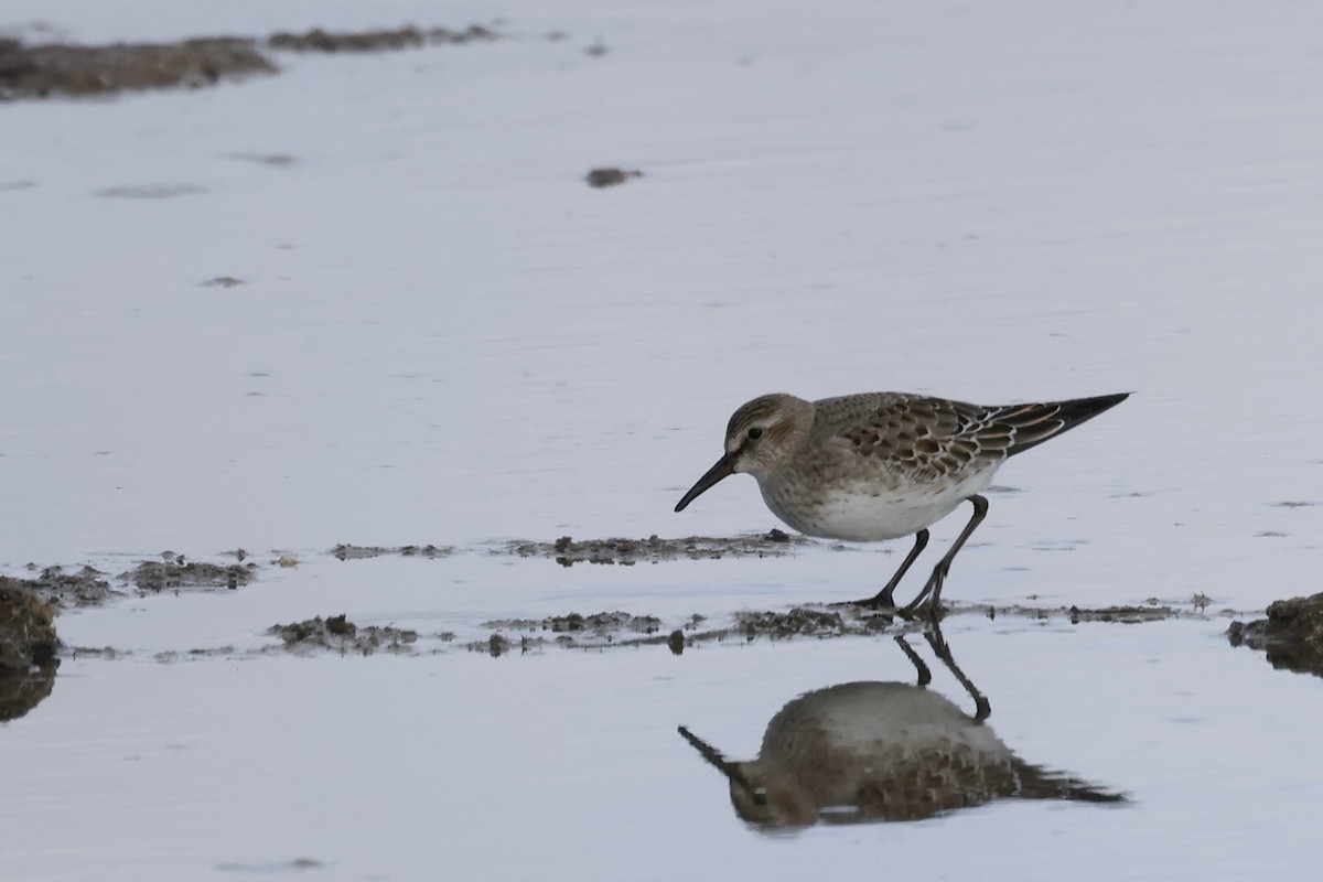eBird Checklist - 26 Oct 2026 - Turtle River WPA--CR 11 - 3 species