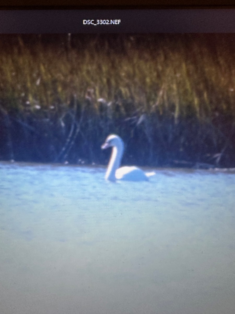 eBird Checklist - 26 Oct 2026 - Pleasure House Point Natural Area - 22 ...