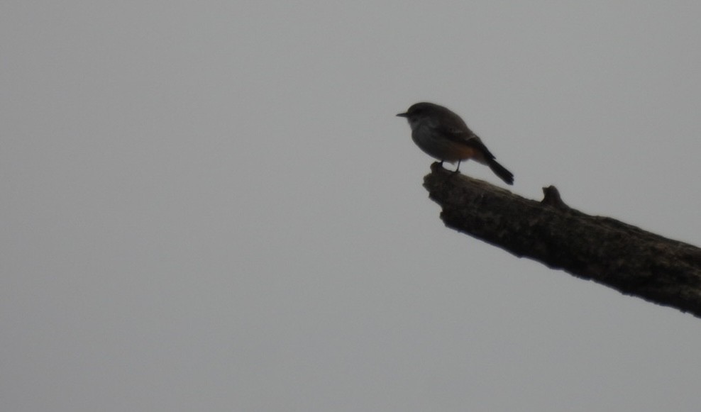 eBird Checklist - 26 Oct 2026 - Kettle Grove Forest Preserve - 1 species