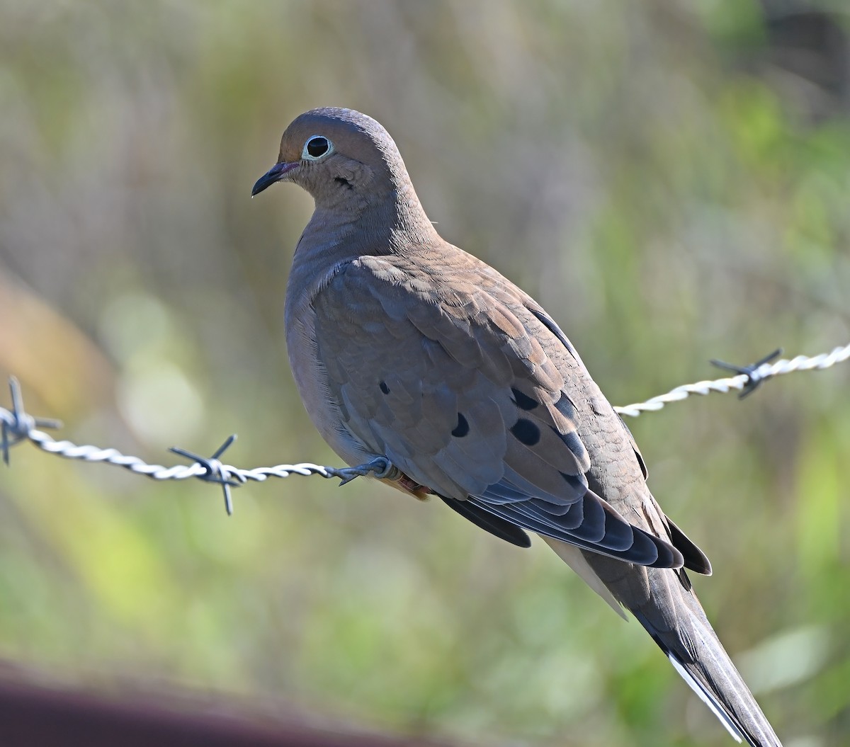 eBird Checklist - 26 Oct 2026 - Immokalee Rd sparrow field - 16 species