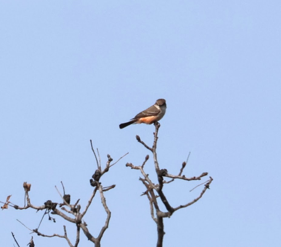 eBird Checklist - 26 Oct 2026 - Kettle Grove Forest Preserve - 5 species