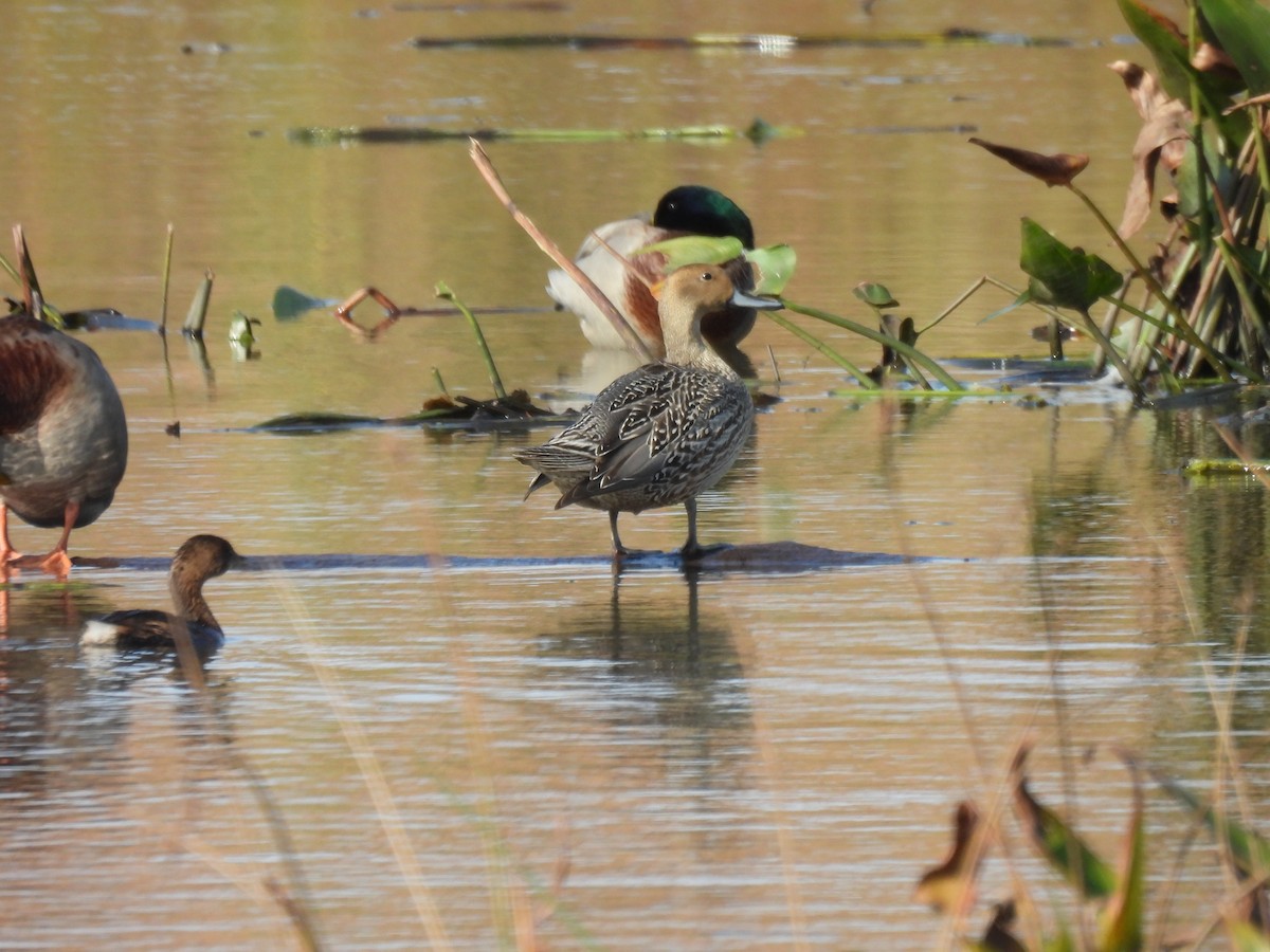 eBird Checklist - 26 Oct 2026 - Pine Dunes Forest Preserve - 33 species ...