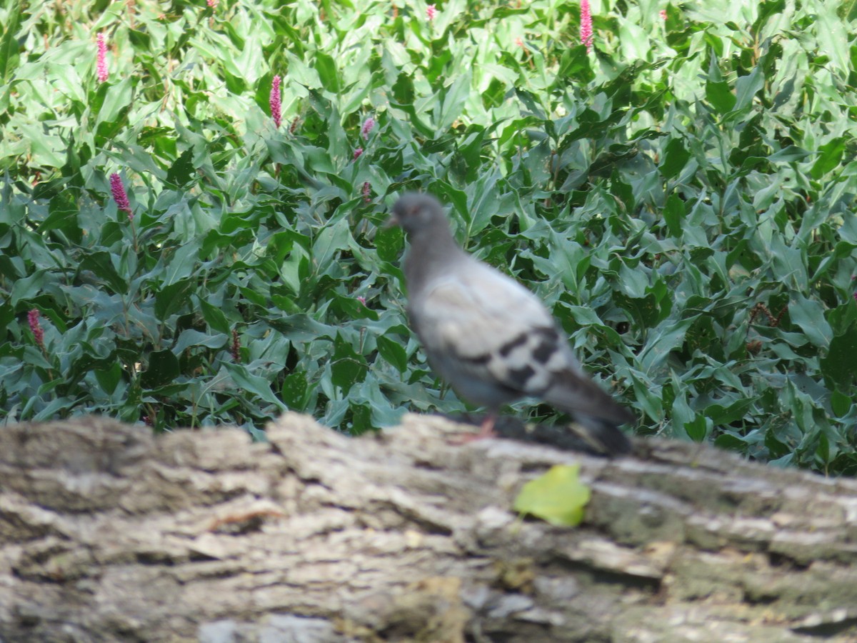 Rock Pigeon (Feral Pigeon) - ML66769341