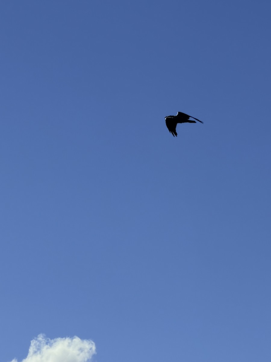 eBird Checklist - 26 Oct 2026 - Arches National Park Rd, Moab US-UT 38. ...