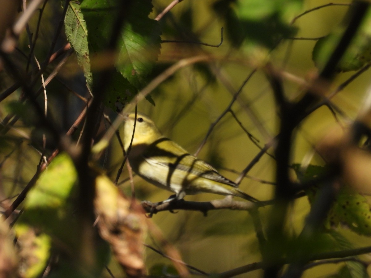 eBird Checklist - 24 Oct 2026 - South Lone Elm Road, Olathe, Kansas, US ...