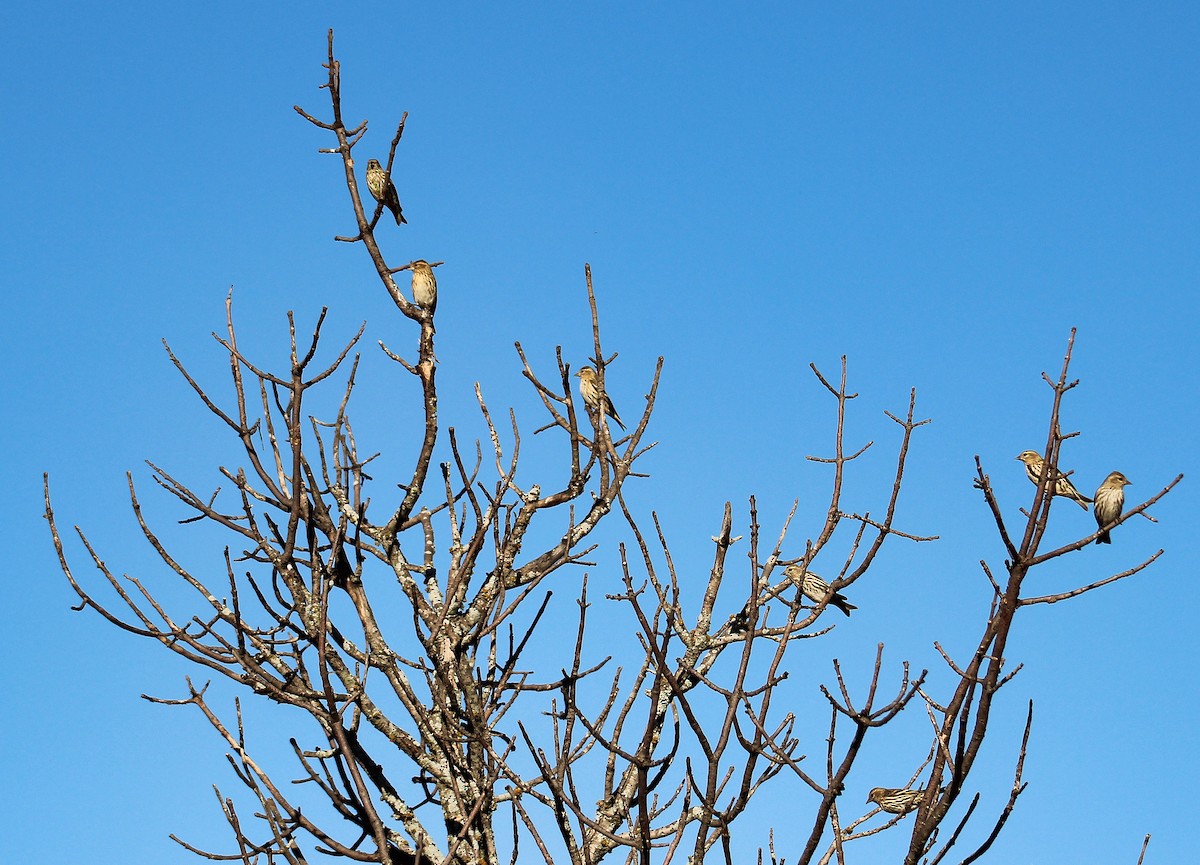 eBird Checklist - 26 Oct 2026 - 3010 Preston Club Drive - 25 species