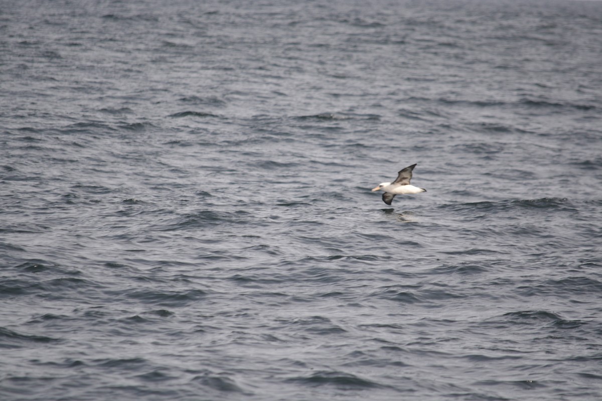 eBird Checklist - 24 Oct 2026 - Auto selected 44.51354, -124.60528 - 10 ...