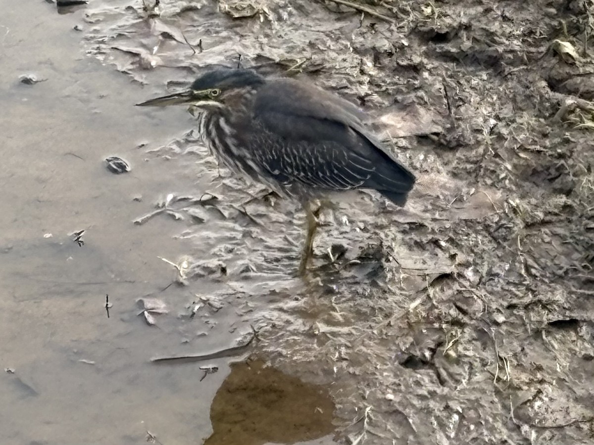eBird Checklist - 26 Oct 2026 - Global Wildlife Center (Restricted ...