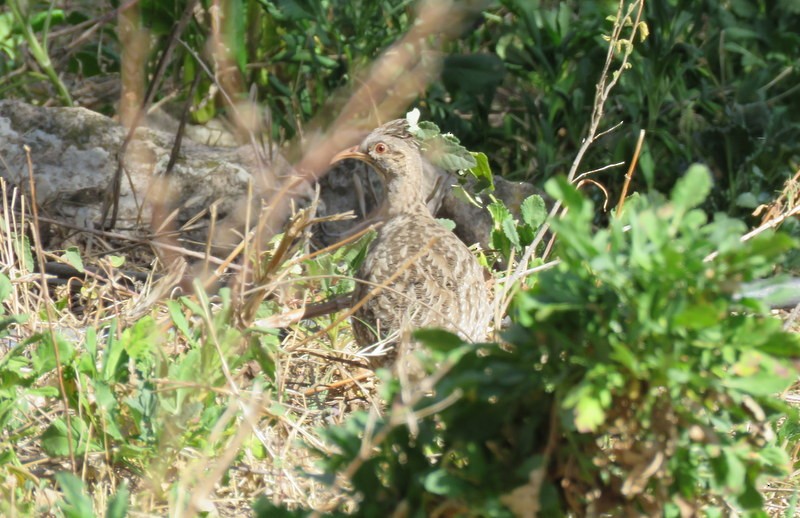 Brushland Tinamou - ML66771871