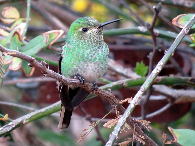 Red-tailed Comet - ML66771981